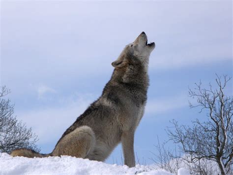 ¿dónde Podemos Ver Lobos En España
