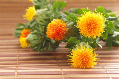 Safflower Harvest Guide Learn How And When To Pick Safflowers
