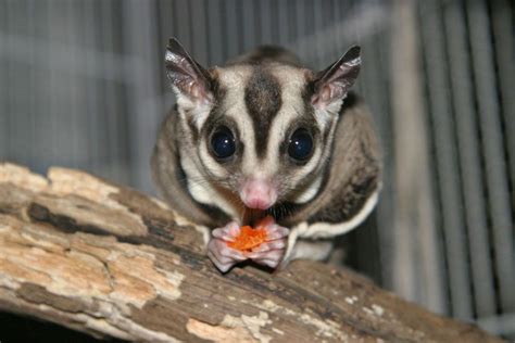 Our sugar gliders range in colors from the standard grey and white to marvelous mosaics. Sugar Gliders - what are they and do I want one as a pet ...