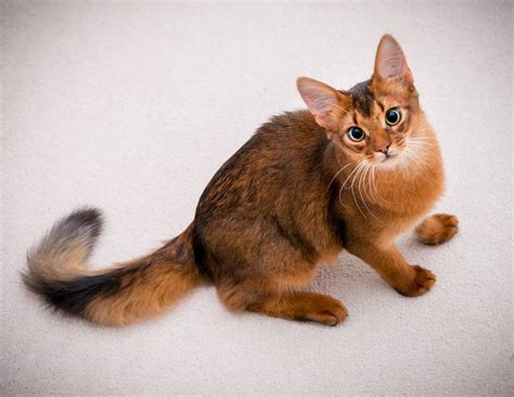 House Cat Breeds You Have Most Likely Never Heard Of