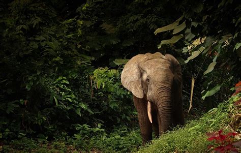 New Endangered And Critically Endangered Status For African Elephants Newsroom