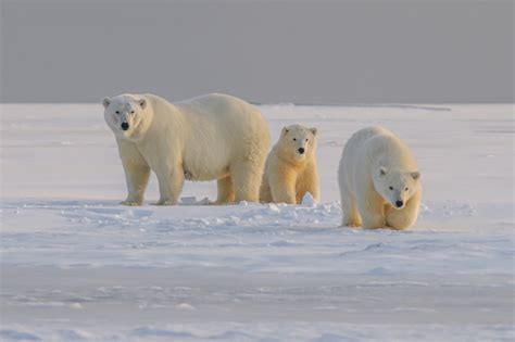Polar Bears A New Population Has Been Discovered