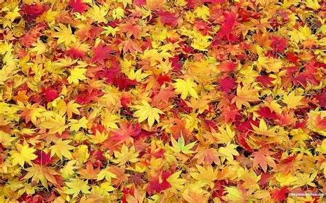 75 Fall Leaves Wallpaper Desktop Wallpapersafari