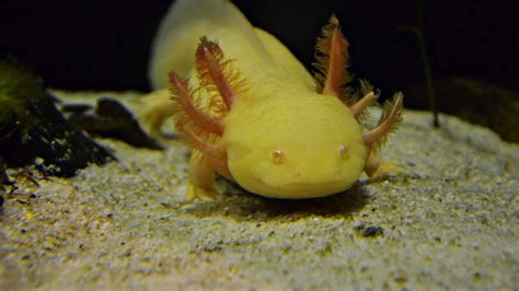 See 6 Rare And Unique Axolotl Colors A Z Animals