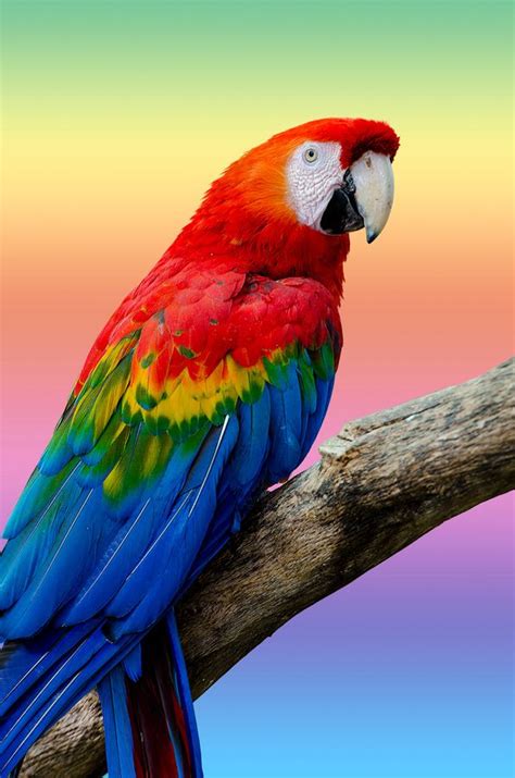 114 Best Images About Macaws And Parrots On Pinterest Wild Birds