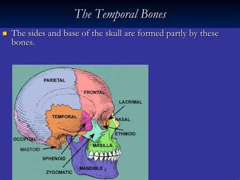 Ppt The Skull Powerpoint Presentation Free Download Id2028198