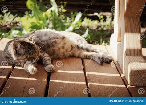 Cute Brown Cat Sleeping On Wooden Floor Outside Stock Image Image Of