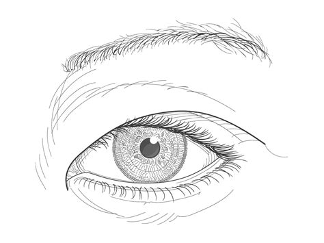 Realistic Human Eye Coloring Pages