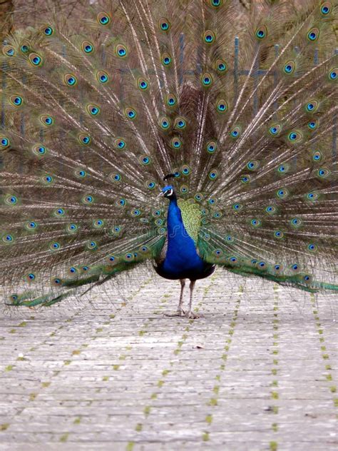 Beauty Peacock Picture Image 2078935