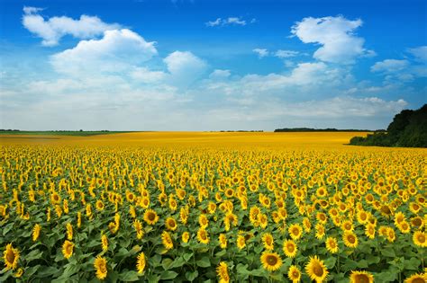 Free Images Flower Field Sunflower Sky Cash Crop Yellow Natural