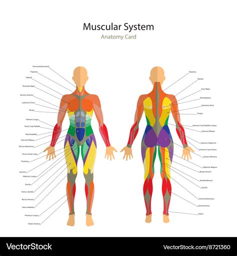 Human Muscles Anatomy