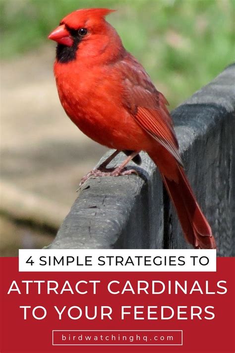 6 Proven Ways To Attract Cardinals To Feeders 2022 How To Attract