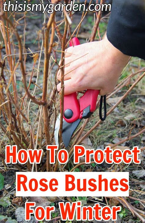 How To Care For Rose Bushes In Winter