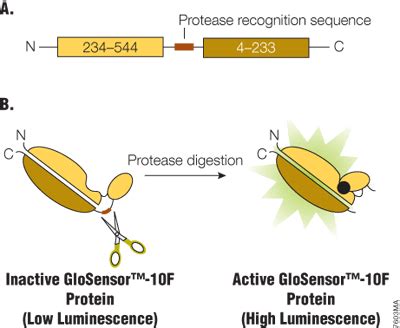 Taken with other antiretroviral drugs, protease inhibitors help prevent hiv from multiplying. Protease Glo Assay Design Tool