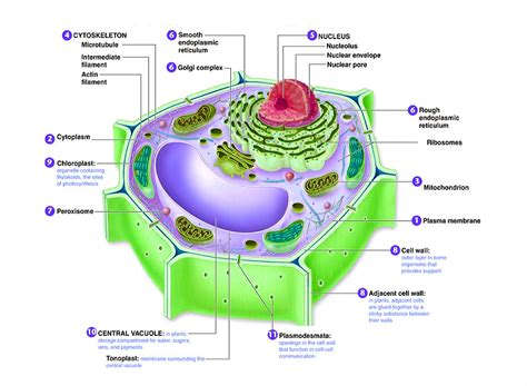 Diagram Of Cell