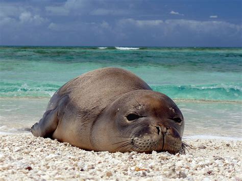 Going Going Gone The Hawaiian Monk Seal Hawaiian Monk Seal Sea