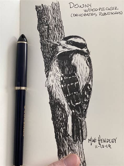 Downy Woodpecker Ink Sketch Based On My Own Photo Love These Birds