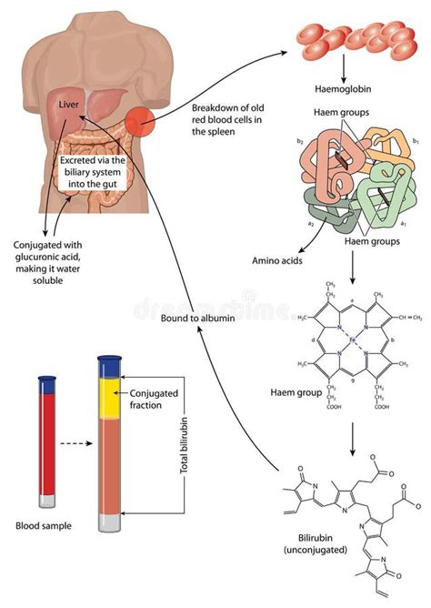Metabolism And Breakdown Of Red Blood Cells Stock Vector Illustration