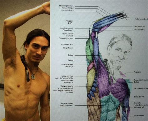 Anatomy Raised Arm Armpit Body Anatomy Anatomy Drawing Anatomy