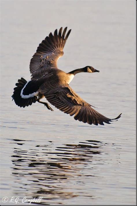 The Canada Goose Branta Canadensis Is A Goose With A Black Head And