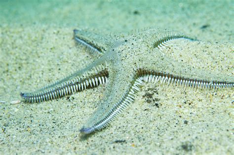 Starfish Sea Life Underwater Sea Star Scuba Diver Point Of View Stock