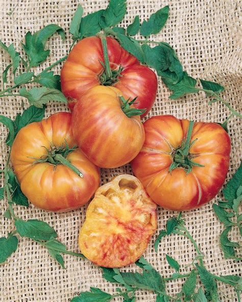 Types Of Heirloom Tomatoes Hgtv