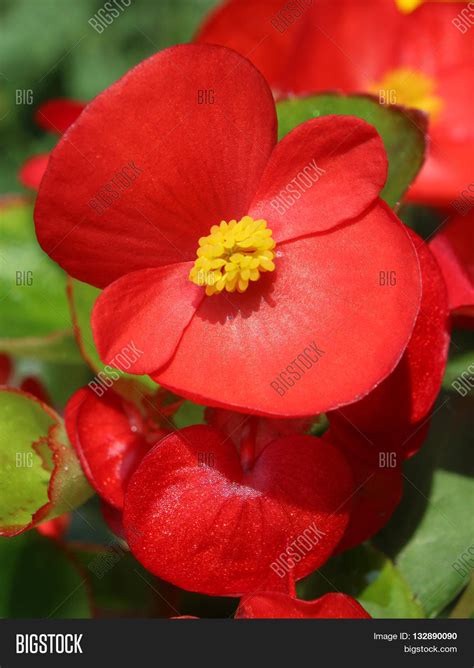 Bright Red Flower Image And Photo Free Trial Bigstock