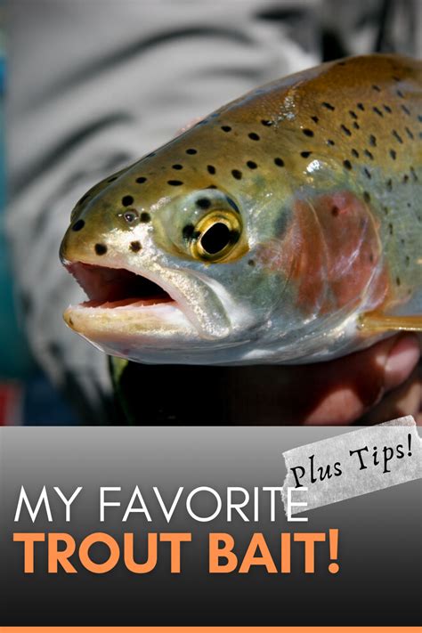 One Of The Best Trout Fishing Tips I Can Give Is To Share With You My