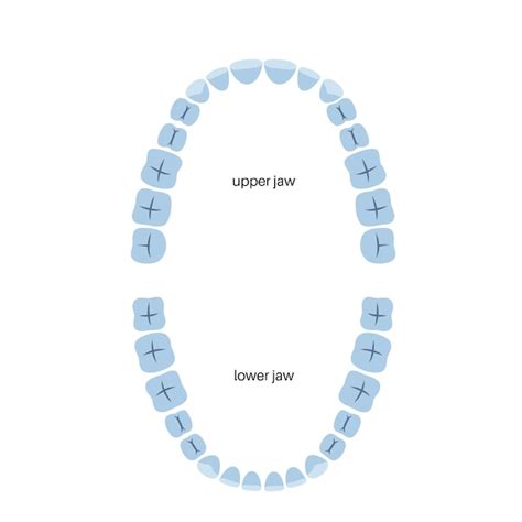 Premium Vector Vector Isolated Illustration Of An Upper And Lower