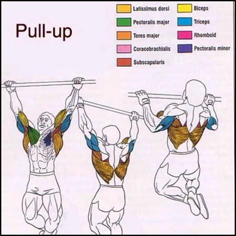 Assisted Pull Up Machine Guide Benefits Muscles Worked And Best Buy