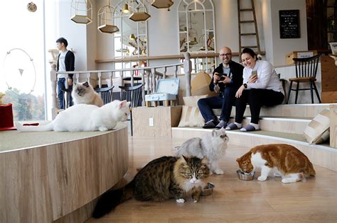 A Date With Adorable Animal Cafés In Tokyo