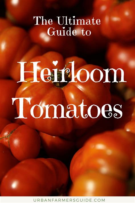 Whats Heirloom Tomato What Makes An Heirloom Tomato An Heirloom Is A