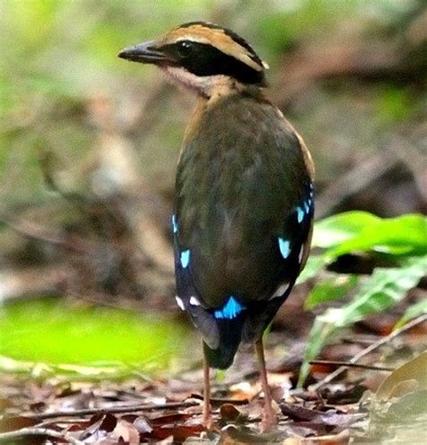 African Pitta African Pitta Pitta Angolensis Home Alphabetical Maps
