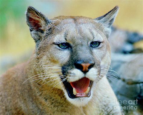 Cougar Photograph By Robert Chaponot Fine Art America