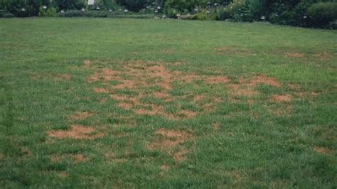 What Causes Brown Patches On Your Lawn And How To Treat Them Willow