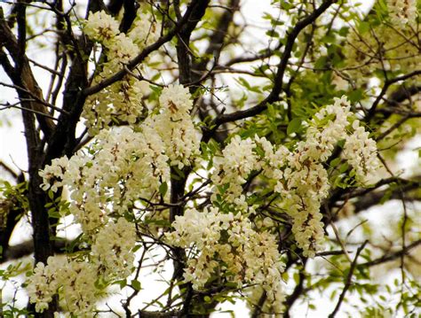 Seasons In The Valley Furry Gnomes Adventures Honey Locust Trees