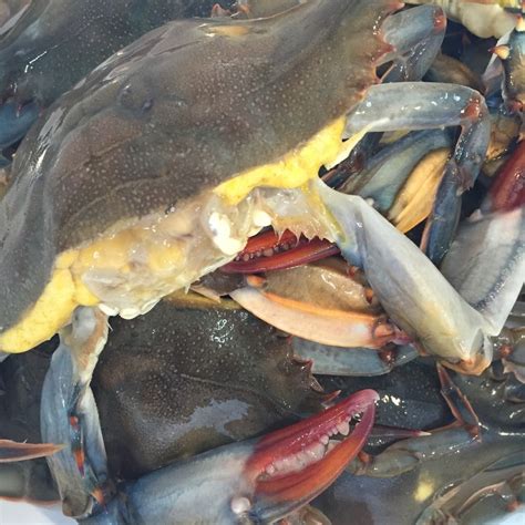 Crabbers Use Sex To Catch Naked Soft Shell Crabs The Washington Post