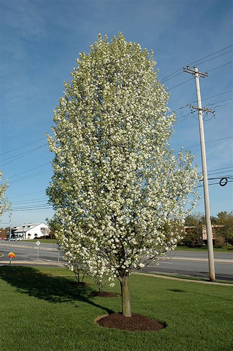 Cleveland Select Flowering Pear Pyrus Calleryana Cleveland Select