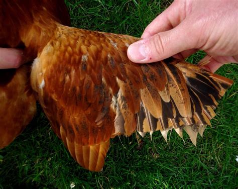How To Clip Chickens Wings For Beginners Permaculture