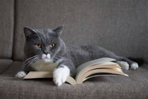 The Gray Cat Is Reading A Book Stock Image Image Of