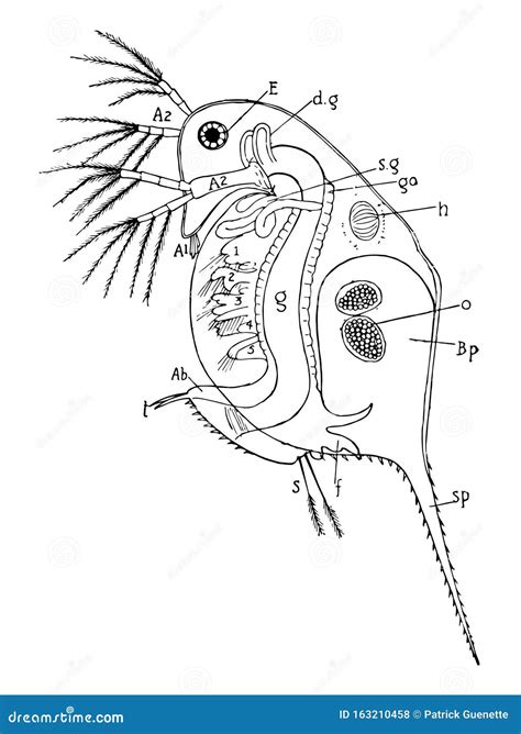 Daphnia Vintage Illustration Stock Vector Illustration Of Daphnia