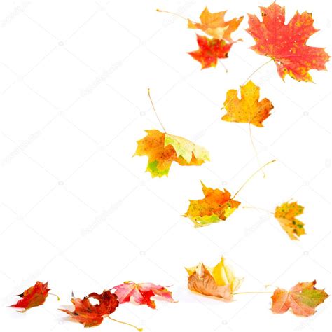 Falling Maple Leaves — Stock Photo © Dibrova 2547912