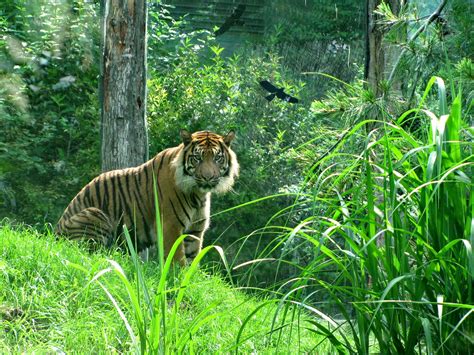 Fotos Gratis Naturaleza Bosque Césped Animal Fauna Silvestre Zoo