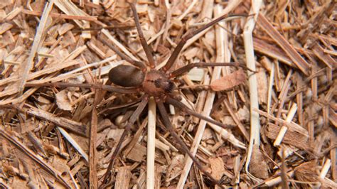 How To Get Rid Of Brown Recluse Spiders Once An Infestation Has Been