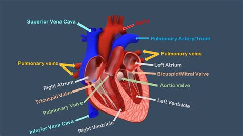 Structure Of Human Heartchambers Arteries Veins And Valves In Human