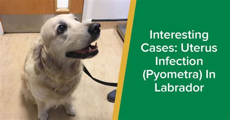 Interesting Cases Uterus Infection Pyometra In Labrador Parkside