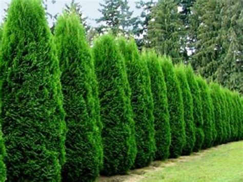 Can anyone tell me the pros or con or difference between these two. Emerald Green Arborvitae (Arborvitae Emerald Green ...