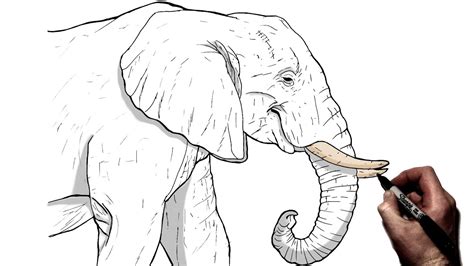 Elephant Side View Head Drawing