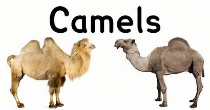 Camel Types Facts Imgur Camels Alpaca Llama