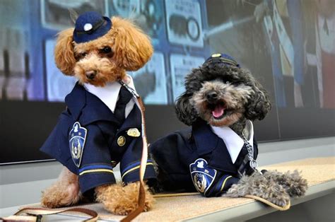 Toy Poodle A Jap Police Dog Dog Breed Standards
